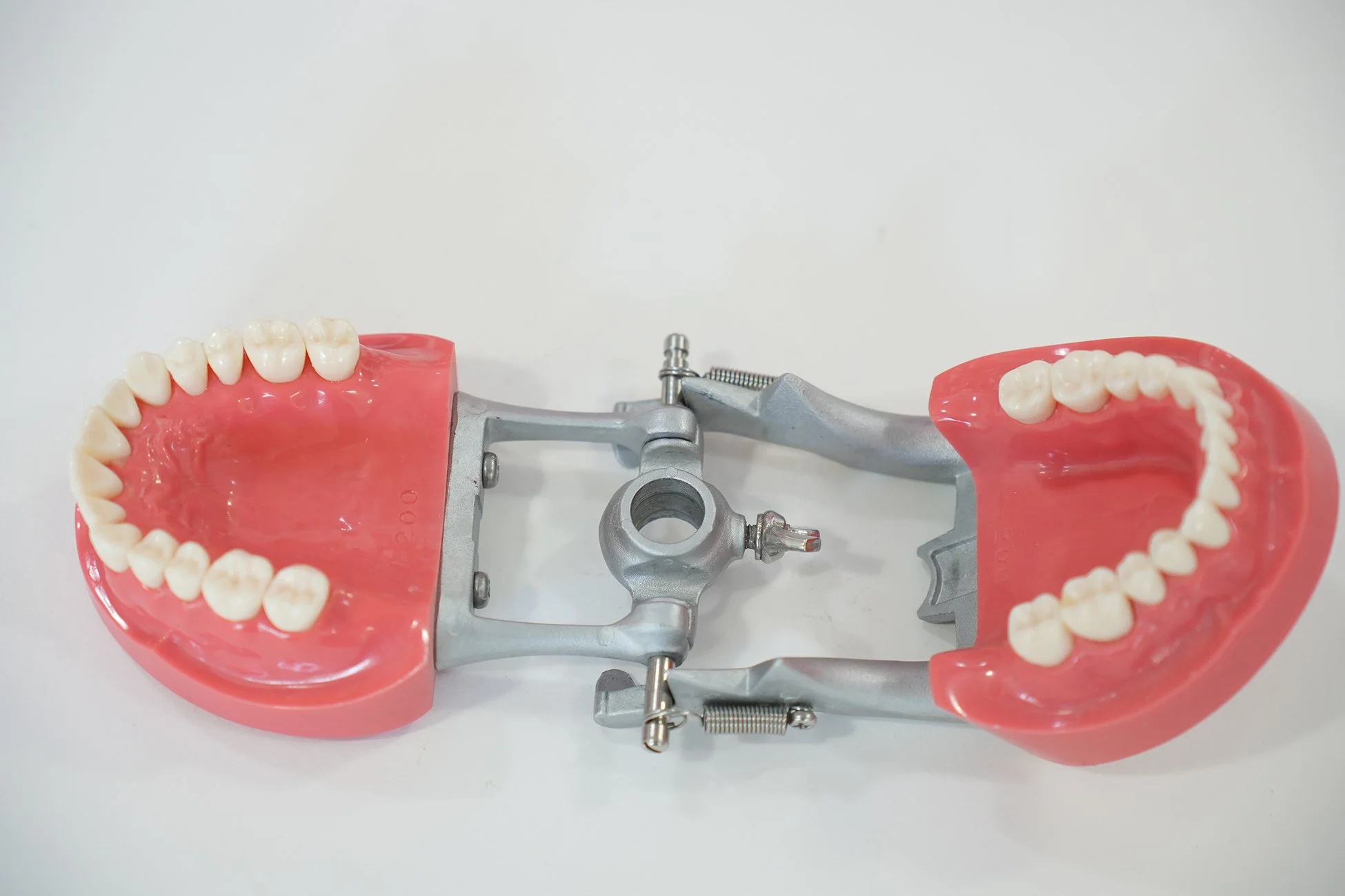 Nissin Professional Teeth Set for Study and Procedure — AGENT